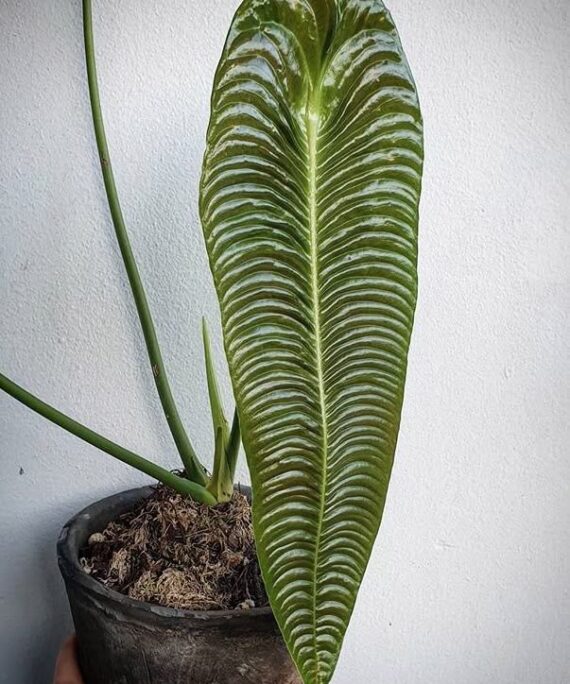 anthurium veitchii by 3oud