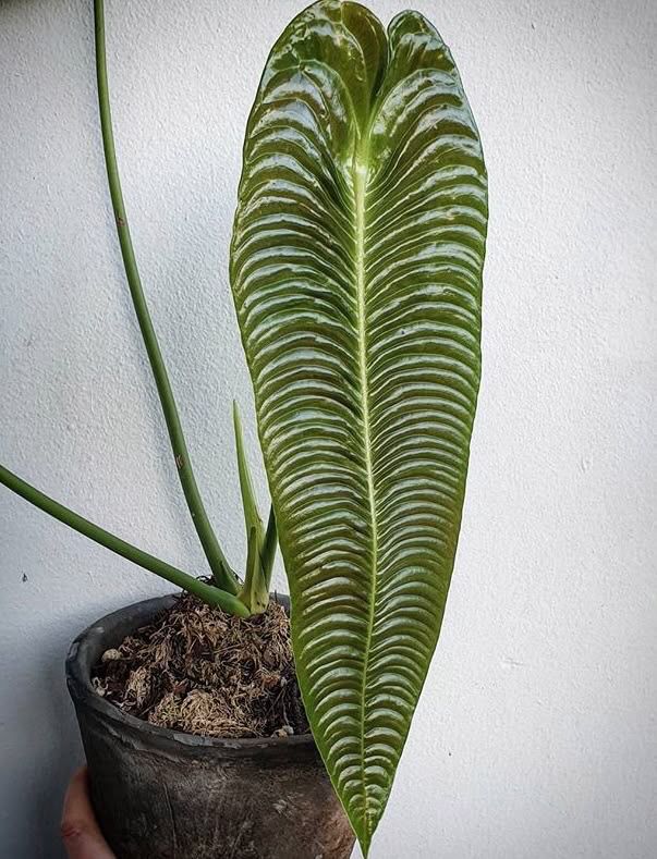 anthurium veitchii by 3oud