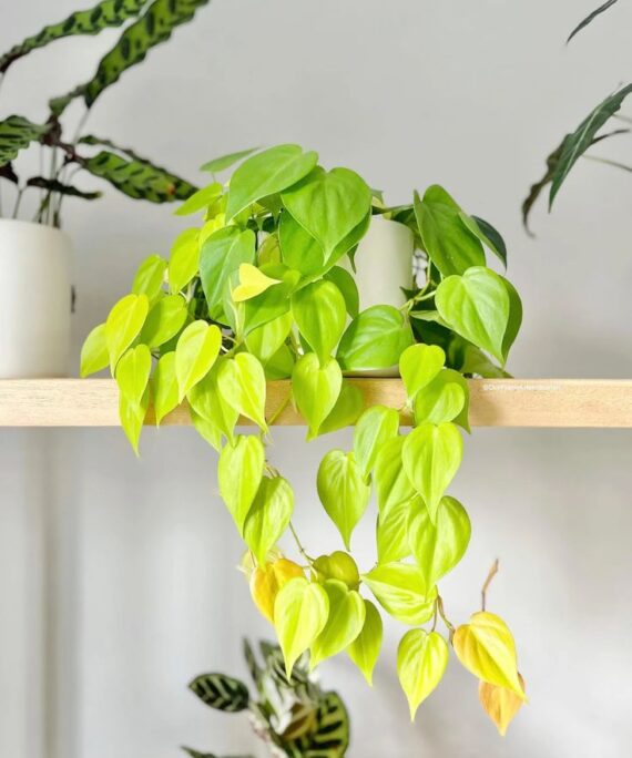 Philodendron lemon lime by 3oud