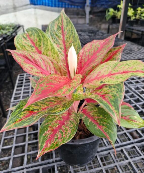 Aglaonema Peacock by 3oud