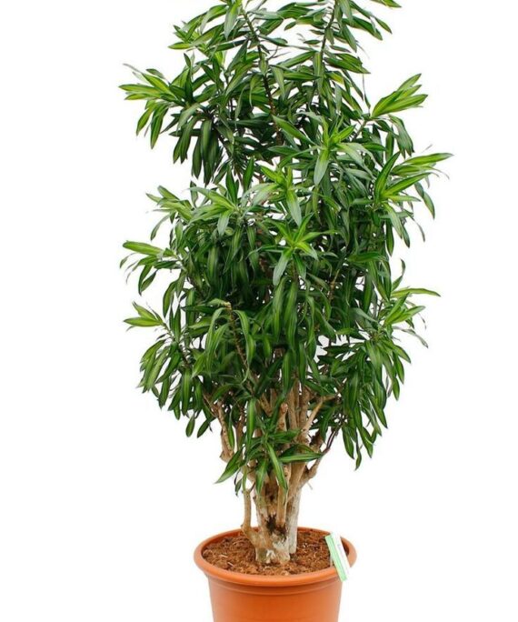 Dracaena song by 3oud