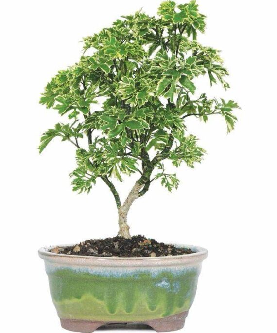 polyscias fruticosa by 3oud