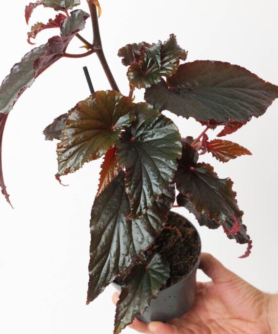 Begonia black magic by 3oud
