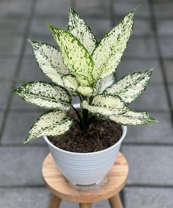 Aglaonema Snow White by 3oud