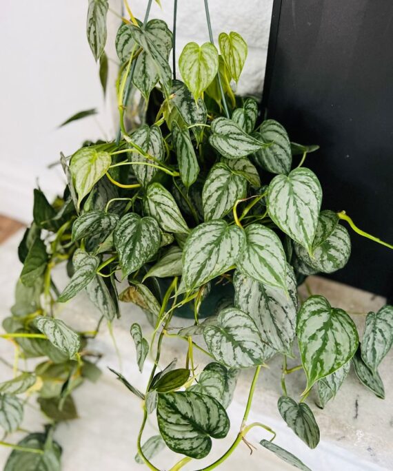 philodendron brandtianum by 3oud