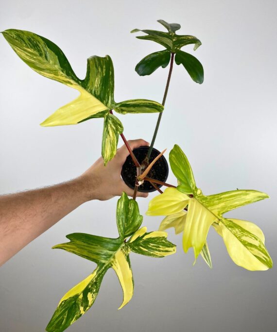 Florida beauty by 3oud