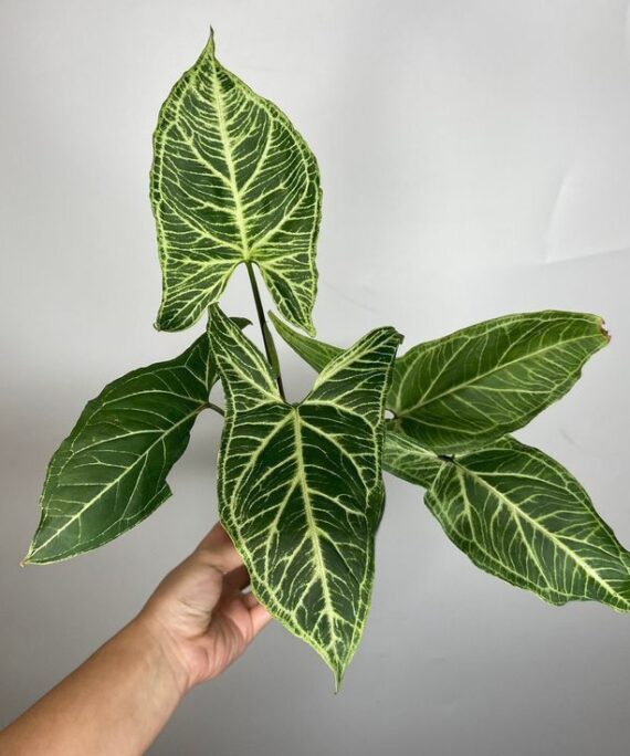 Syngonium batik by 3oud