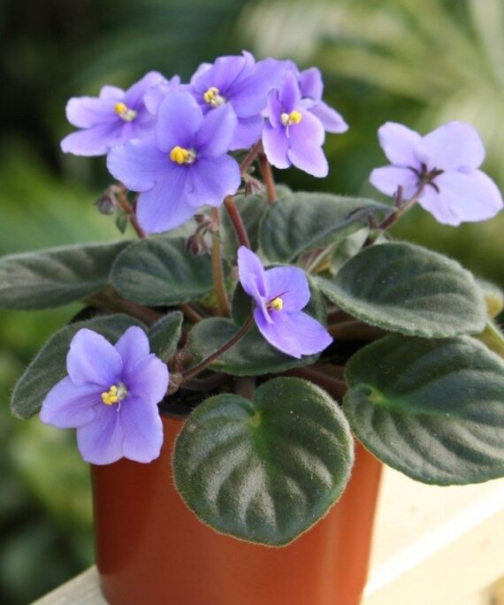 African Violet by 3oud