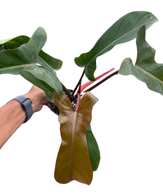 Florida bronze by 3oud