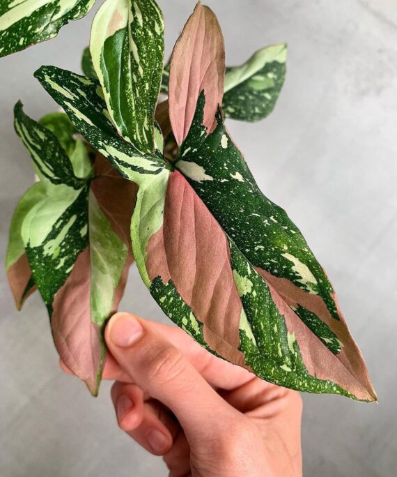 Syngonium tricolor by 3oud