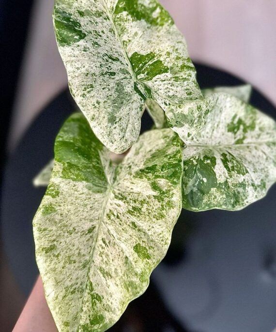 Alocasia Odora Batik