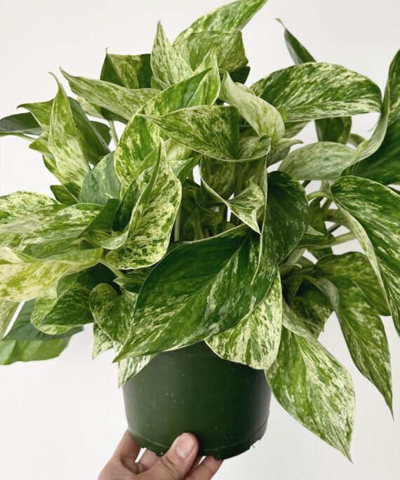Marble queen pothos