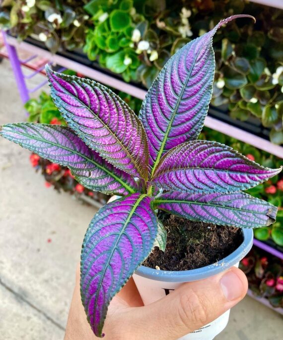 Persian shield