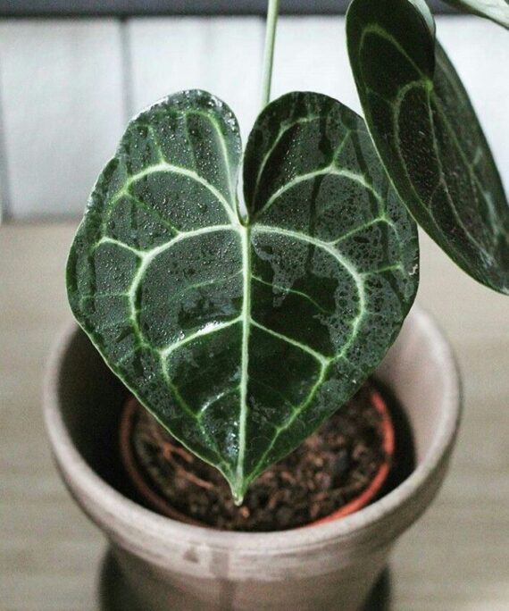 Anthurium Clarinervium