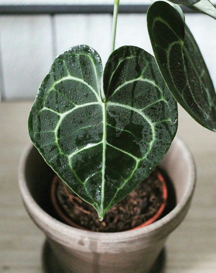 Anthurium Clarinervium