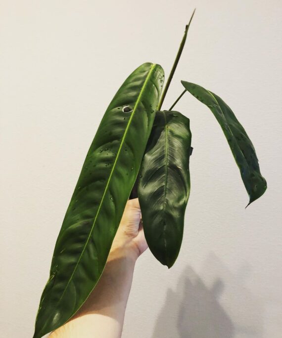 Philodendron Patriciae