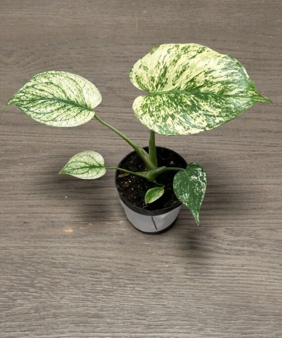 Monstera White Monster