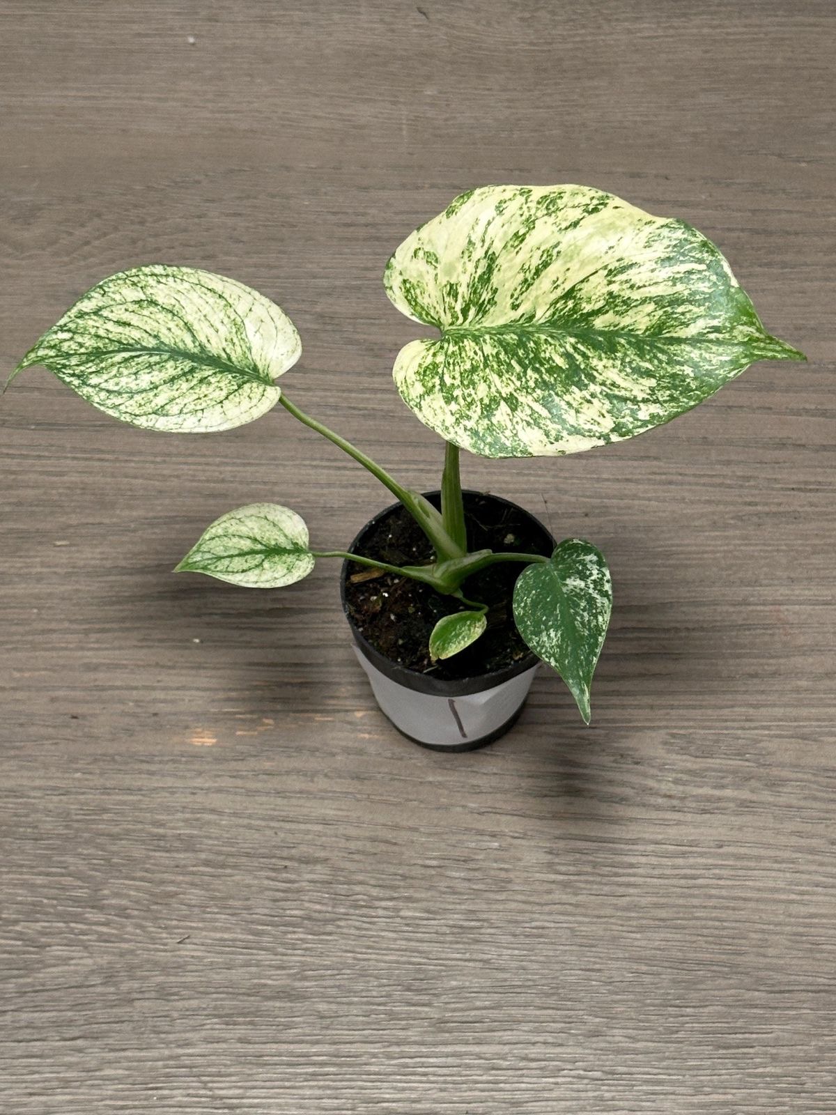 Monstera White Monster