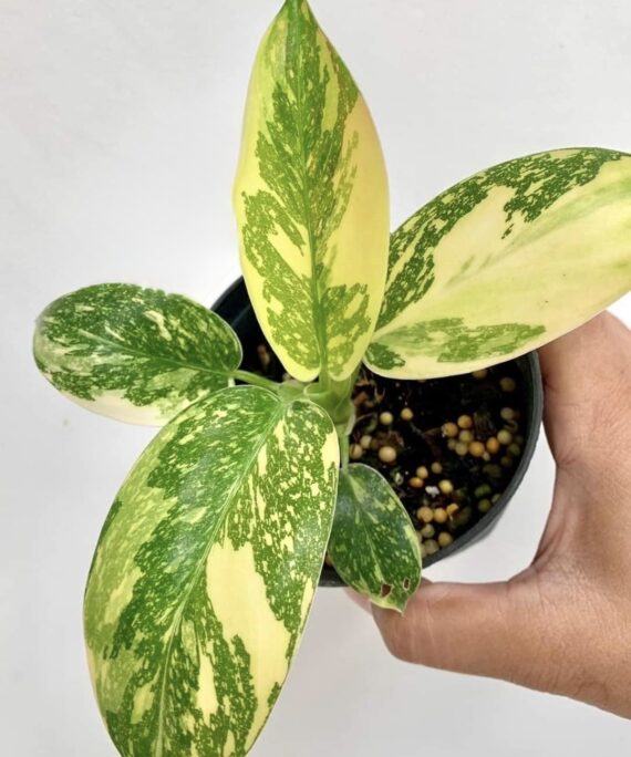 Philodendron Congo Hybrid