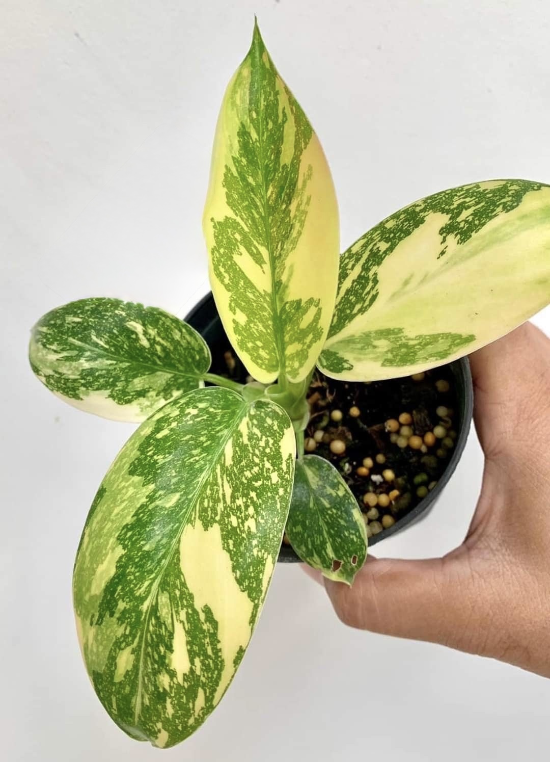 Philodendron Congo Hybrid