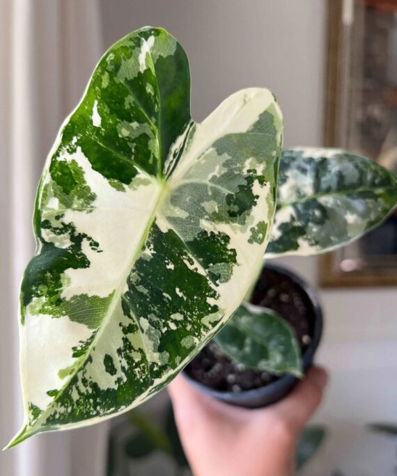 Alocasia Frydek Variegated