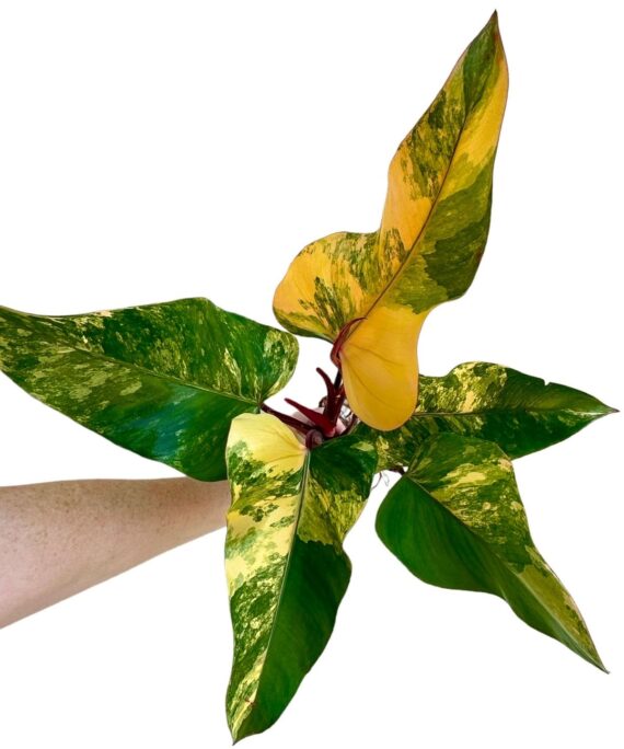 Strawberry Shake Philodendron