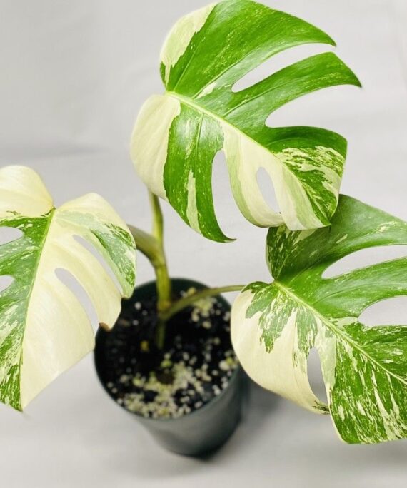 Monstera Albo