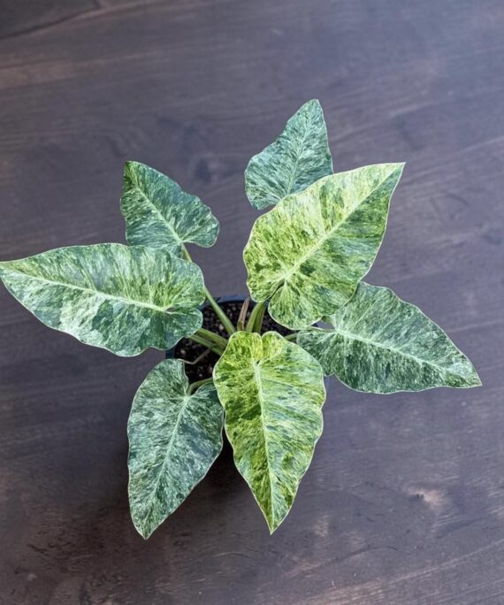 Philodendron Blizzard
