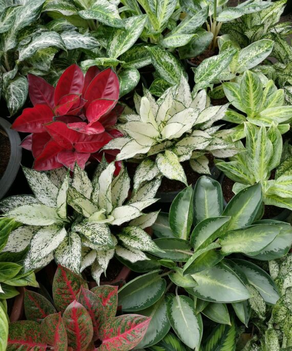 Aglaonema