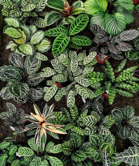 Calathea