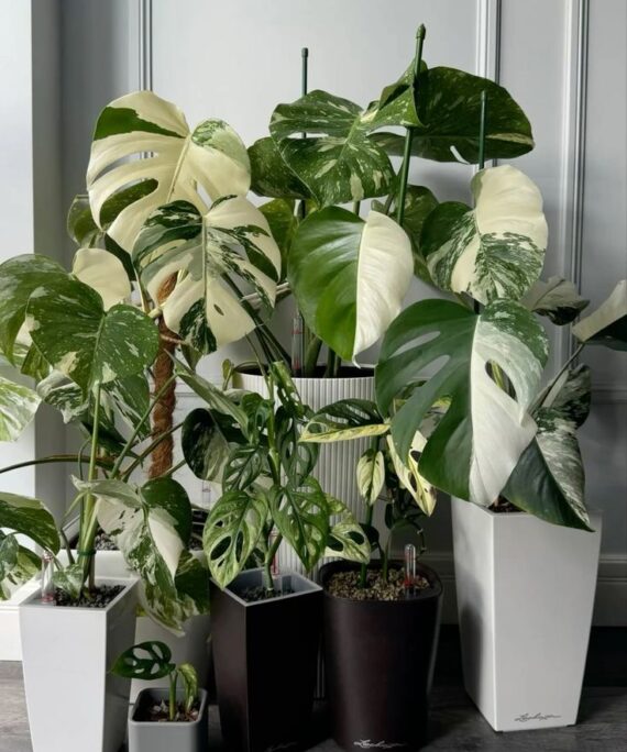Monstera