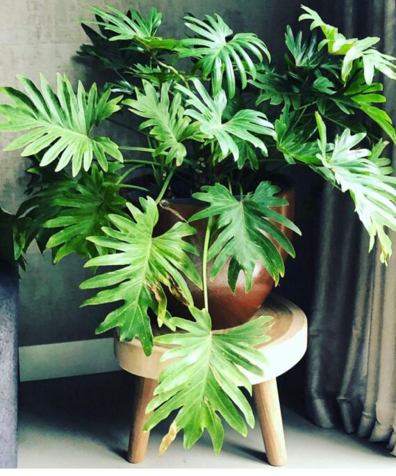 Philodendron