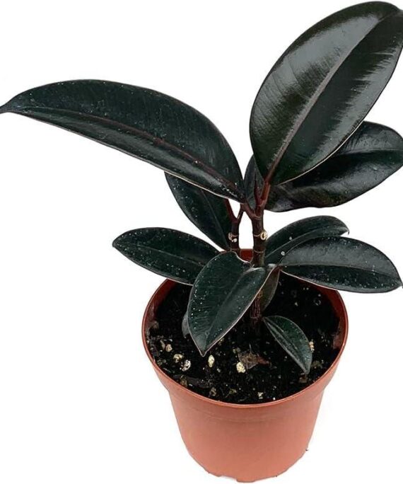 Ficus burgundy by 3oud