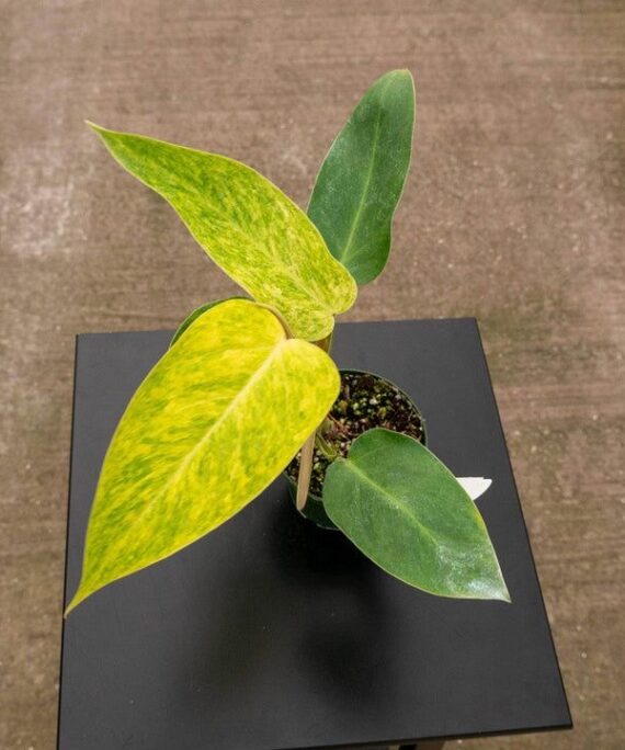 Painted Lady Philodendron