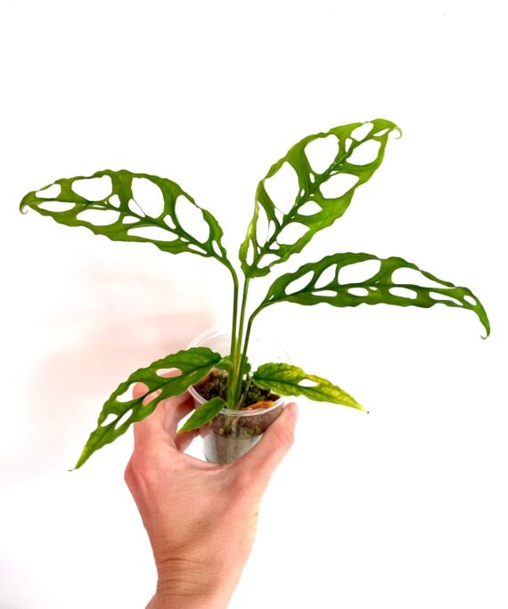 Monstera Obliqua