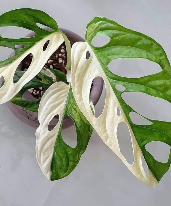 Monstera Adansonii Variegated