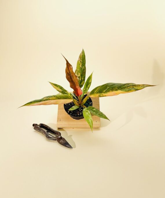 Caramel Marble Philodendron