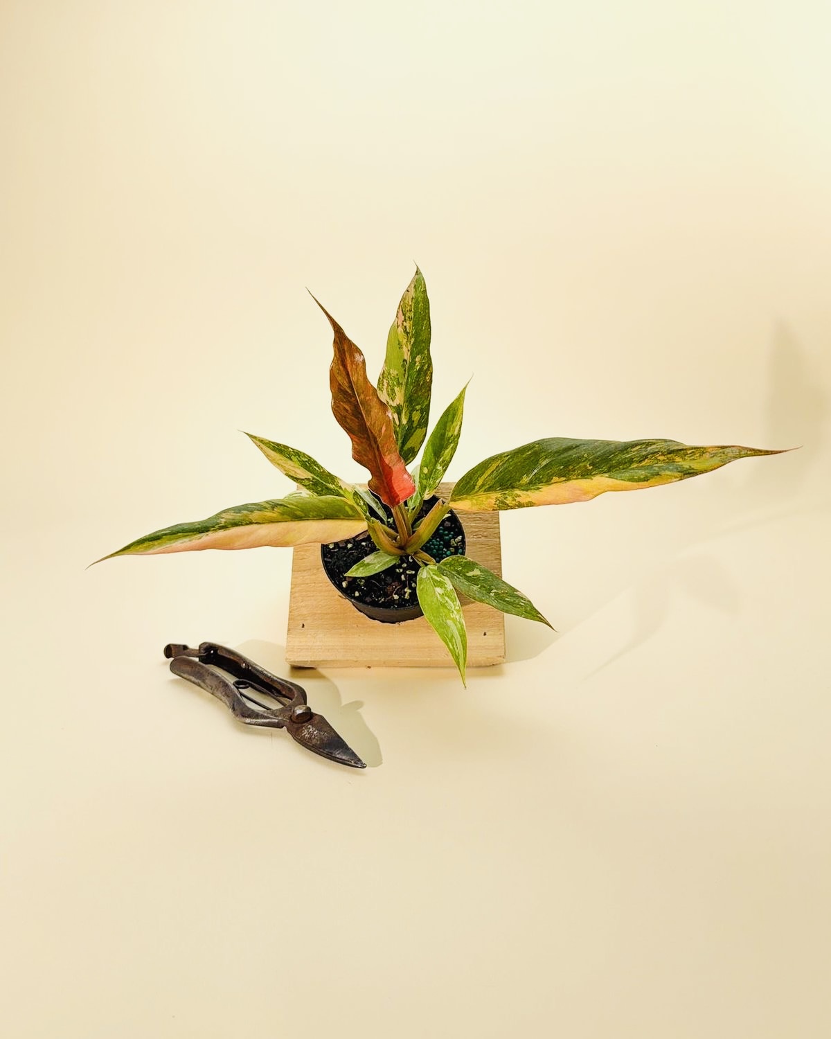 Caramel Marble Philodendron