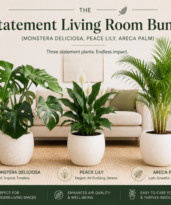 The Statement Living Room Bundle (Monstera deliciosa, Peace Lily, Areca Palm)
