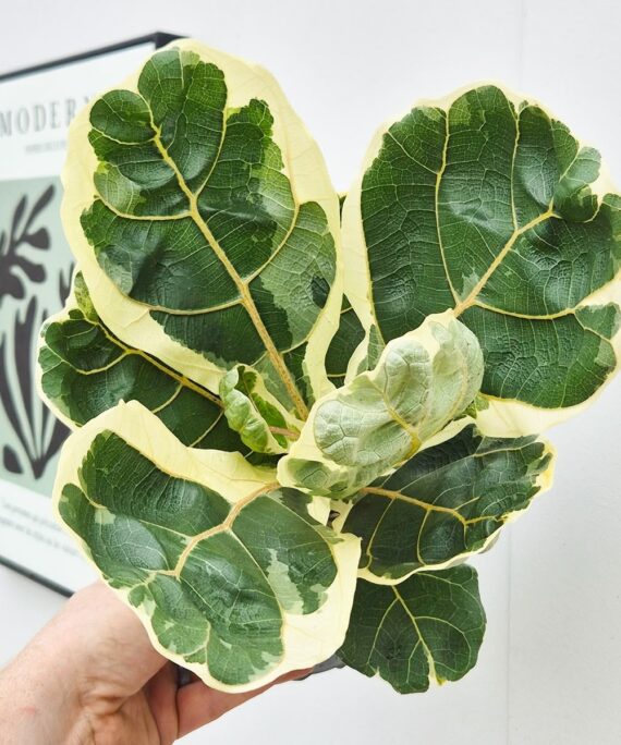 Variegated Fiddle Leaf