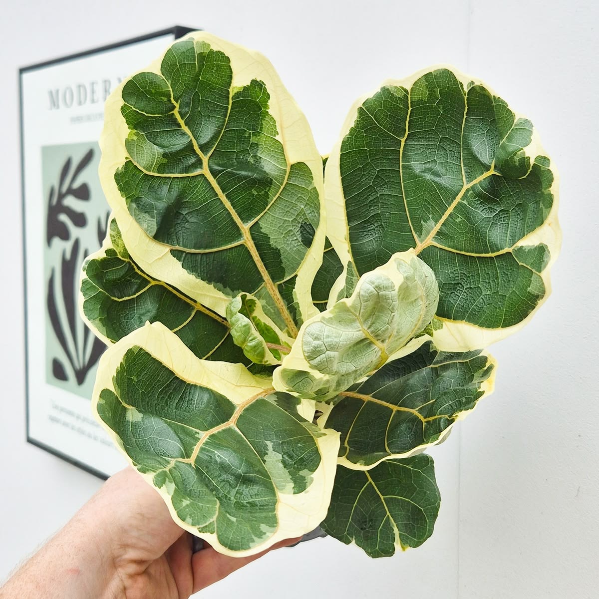 Variegated Fiddle Leaf