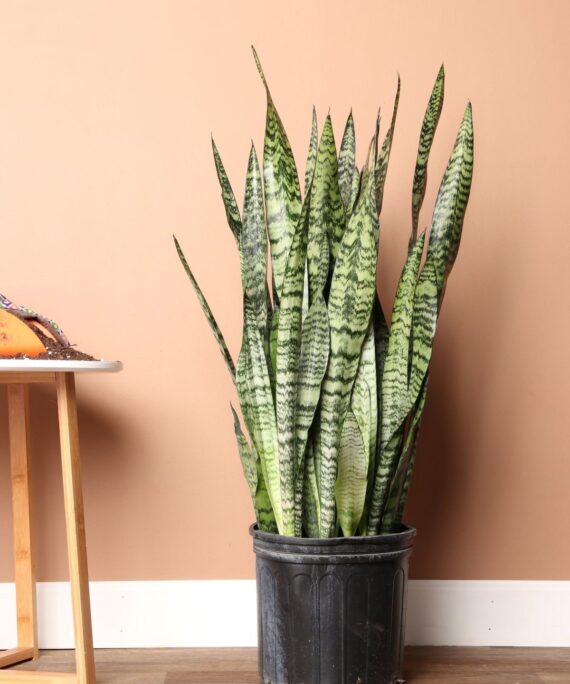 Snake Plant Zeylanica