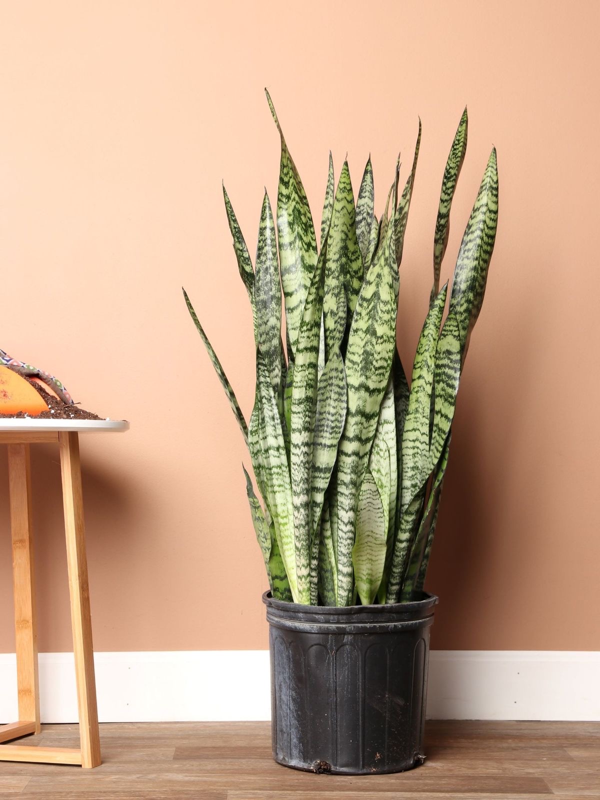 Snake Plant Zeylanica