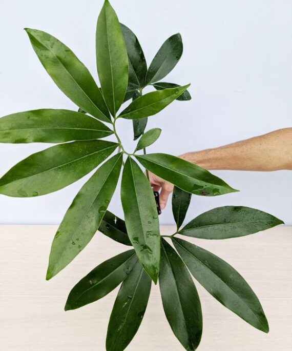 Philodendron goeldii by 3oud