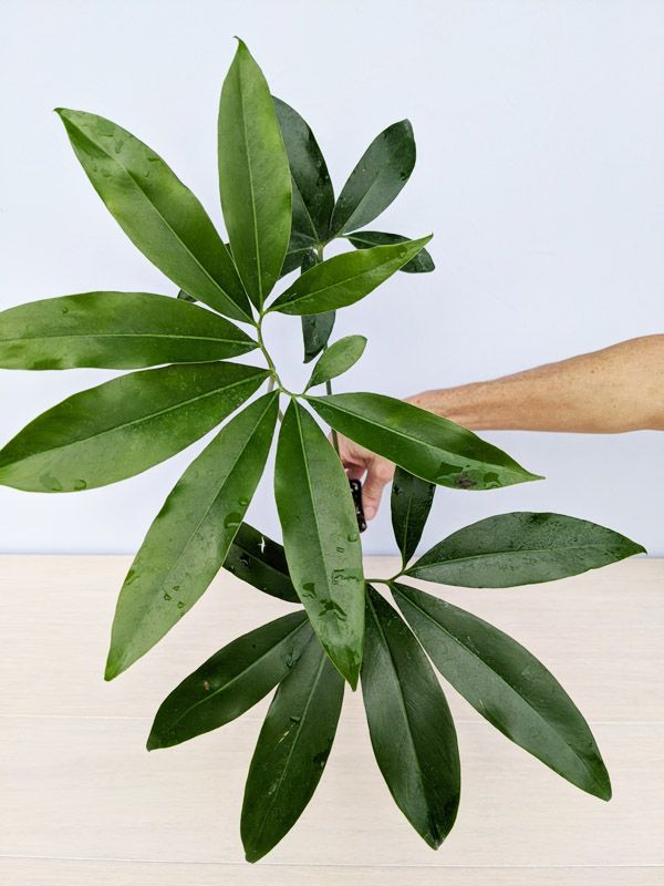 Philodendron goeldii by 3oud