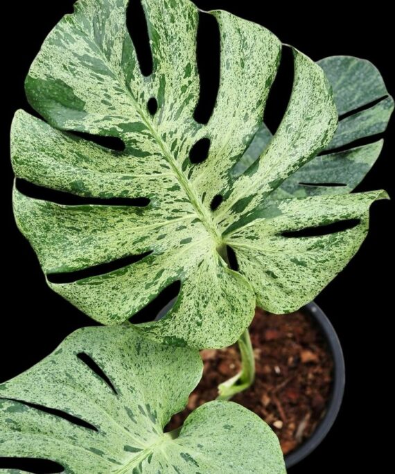 Monstera balbasour by 3oud