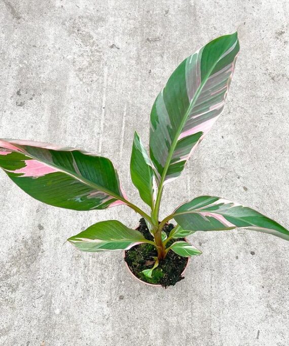 Pink Musa by 3oud