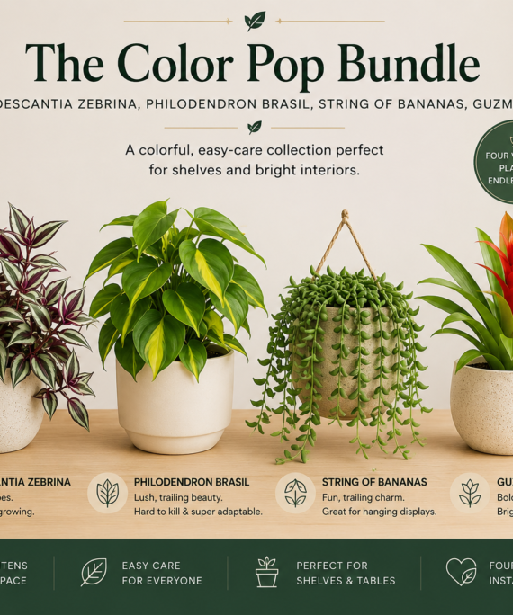 Color Pop Bundle (Tradescantia Zebrina + Philodendron Brasil + String of Bananas + Guzmania)