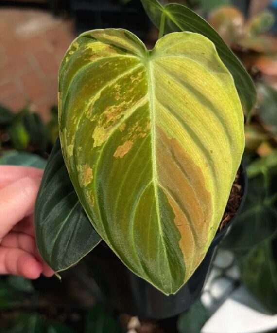 Variegated Melanochrysum Philodendron