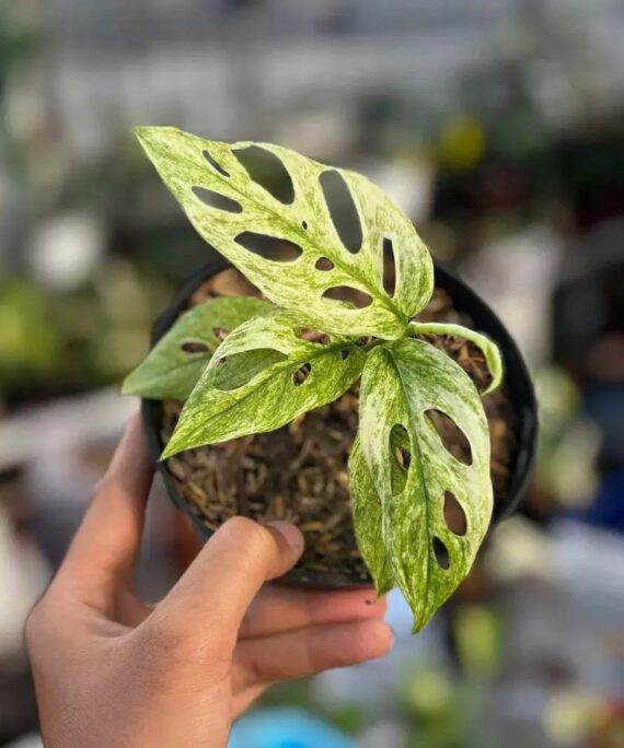 Monstera adansonii mint by 3oud